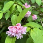 【画像】東北ならではの名湯に酔いしれる！　初夏の花を愛でる山旅「前衛峰・笹森山ハイク」を心ゆくまで堪能 〜 画像1