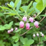 【画像】可憐な高山植物三昧！　幸運にも恵まれた山旅「秋田駒ケ岳ハイク」で初夏の花を愛でる 〜 画像1