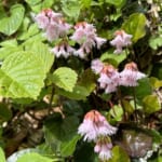 【画像】可憐な高山植物三昧！　幸運にも恵まれた山旅「秋田駒ケ岳ハイク」で初夏の花を愛でる 〜 画像1