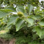 【画像】可憐な高山植物三昧！　幸運にも恵まれた山旅「秋田駒ケ岳ハイク」で初夏の花を愛でる 〜 画像1