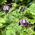 【画像】可憐な高山植物三昧！　幸運にも恵まれた山旅「秋田駒ケ岳ハイク」で初夏の花を愛でる 〜 画像1