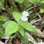 【画像】可憐な高山植物三昧！　幸運にも恵まれた山旅「秋田駒ケ岳ハイク」で初夏の花を愛でる 〜 画像1