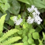 【画像】可憐な高山植物三昧！　幸運にも恵まれた山旅「秋田駒ケ岳ハイク」で初夏の花を愛でる 〜 画像1