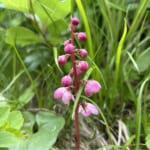 【画像】可憐な高山植物三昧！　幸運にも恵まれた山旅「秋田駒ケ岳ハイク」で初夏の花を愛でる 〜 画像1