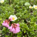 【画像】秘境感漂う別世界！　高山植物の宝庫「秋田駒ケ岳」のムーミン谷で初夏の花を愛で、名湯に癒やされる 〜 画像1