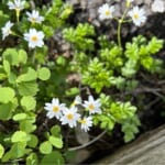 【画像】秘境感漂う別世界！　高山植物の宝庫「秋田駒ケ岳」のムーミン谷で初夏の花を愛で、名湯に癒やされる 〜 画像1