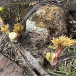 【画像】秘境感漂う別世界！　高山植物の宝庫「秋田駒ケ岳」のムーミン谷で初夏の花を愛で、名湯に癒やされる 〜 画像1