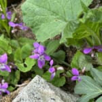 【画像】秘境感漂う別世界！　高山植物の宝庫「秋田駒ケ岳」のムーミン谷で初夏の花を愛で、名湯に癒やされる 〜 画像1