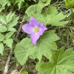 【画像】秘境感漂う別世界！　高山植物の宝庫「秋田駒ケ岳」のムーミン谷で初夏の花を愛で、名湯に癒やされる 〜 画像1