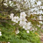 【画像】秘境感漂う別世界！　高山植物の宝庫「秋田駒ケ岳」のムーミン谷で初夏の花を愛で、名湯に癒やされる 〜 画像1