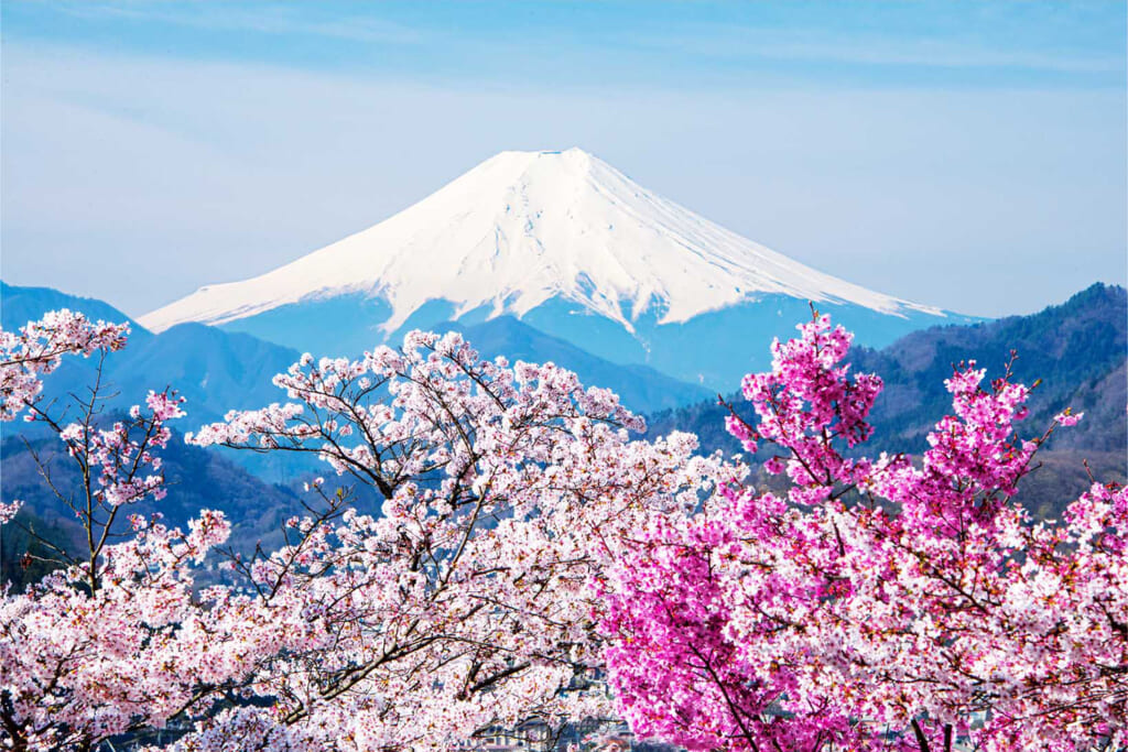 満開に咲き乱れた桜越しの富士山