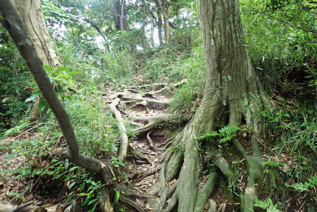 木の根の這う登山道