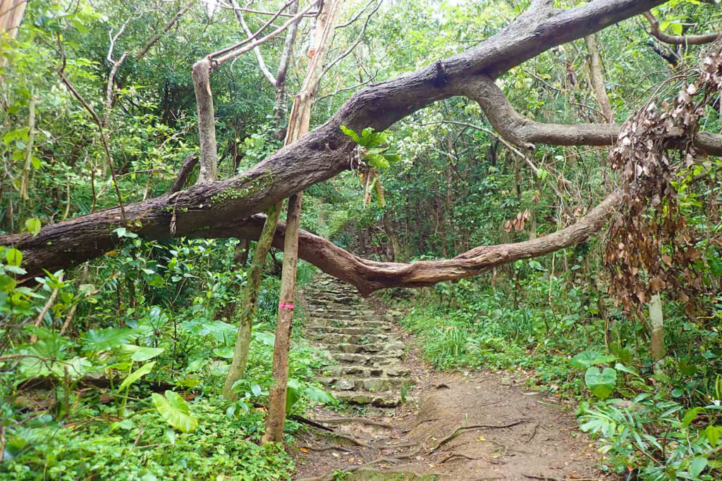 倒木が横たわる登山道