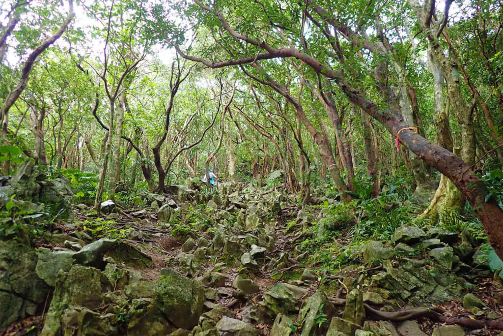 嘉津宇岳の岩場の登山道