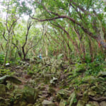 【画像】海の絶景がご褒美の南海の島ハイク！　鋭く痛そうな岩と格闘必至の沖縄、嘉津宇岳をピークハント 〜 画像1