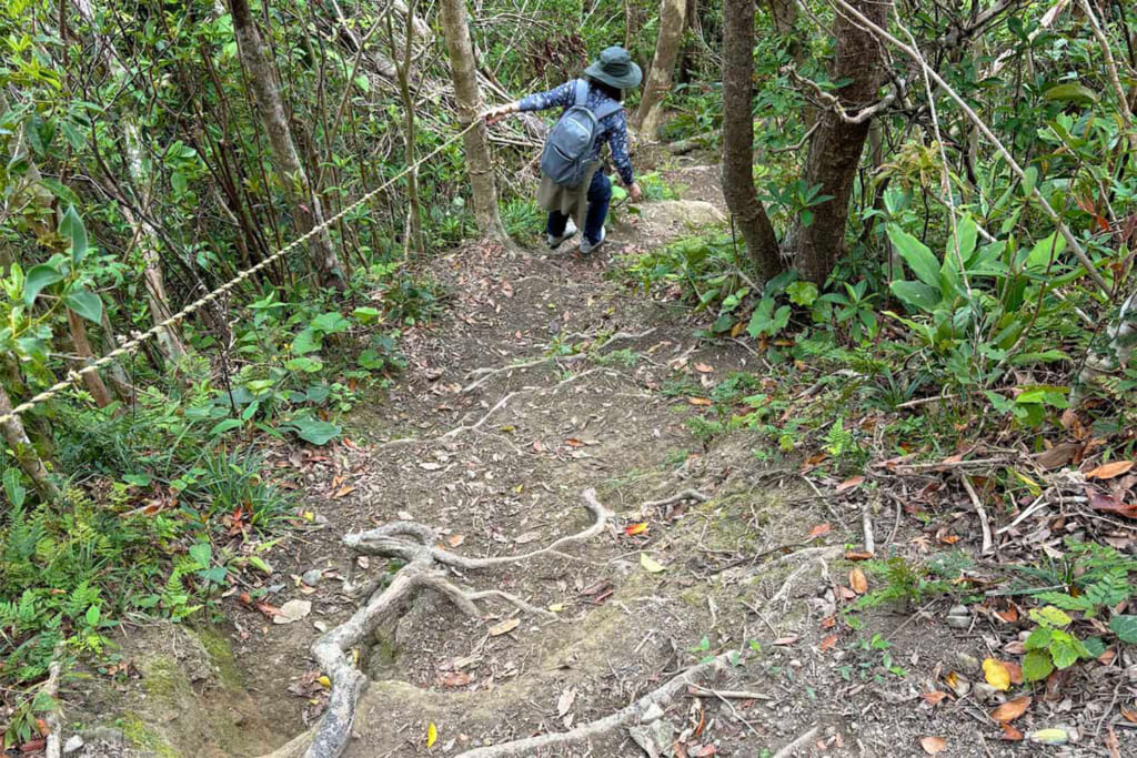 名護岳の登山道