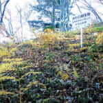 【画像】戦時利用された悲しい歴史を抱える！　「高川山」から「おむすび山」縦走のシメで、親しみあるカタクリの群生に癒やされる 〜 画像1