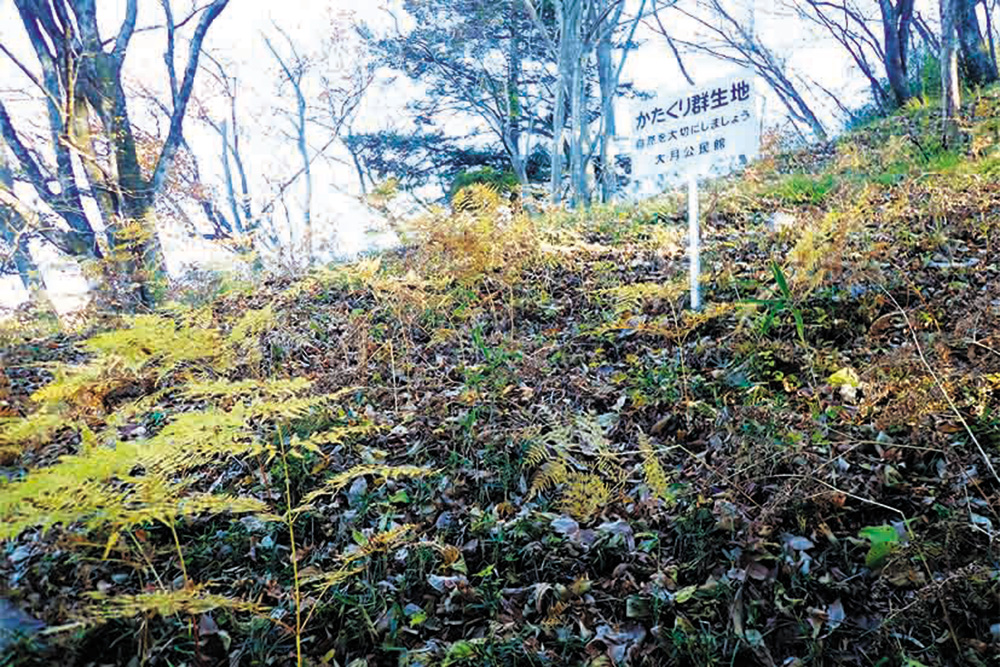 おむすび山のカタクリの群生地