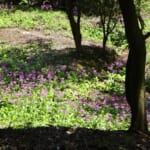 【画像】美しき稀少な初夏の花を訪ねて！　丹波篠山「多紀アルプス」登山ルポ 〜 画像1