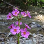 【画像】美しき稀少な初夏の花を訪ねて！　丹波篠山「多紀アルプス」登山ルポ 〜 画像1