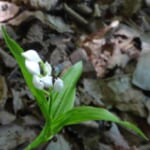 【画像】美しき稀少な初夏の花を訪ねて！　丹波篠山「多紀アルプス」登山ルポ 〜 画像1