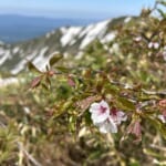 【画像】燃える新緑と輝く残雪とのコントラスト！　山肌を彩る「ゼブラ模様」を求めた月山登山、極め付きは日暈との遭遇 〜 画像1