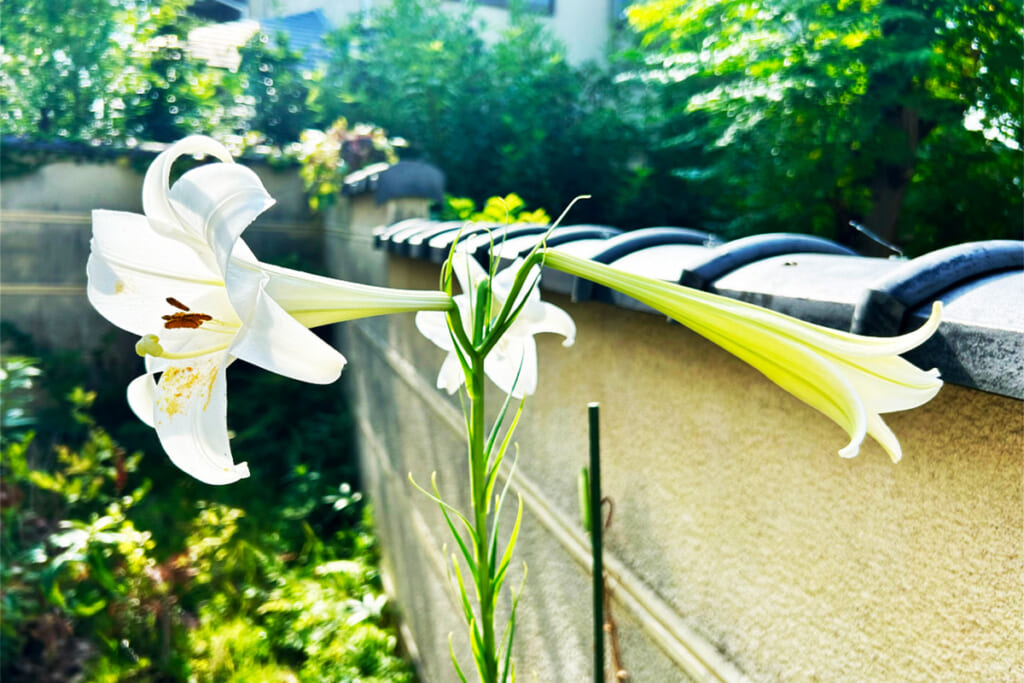 横向きにラッパ状の咲いた白百合