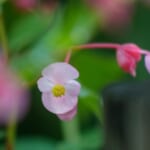 【画像】涼しくなってからも愛でることができる！　初秋でも見頃が続く「夏の花５選」 〜 画像1