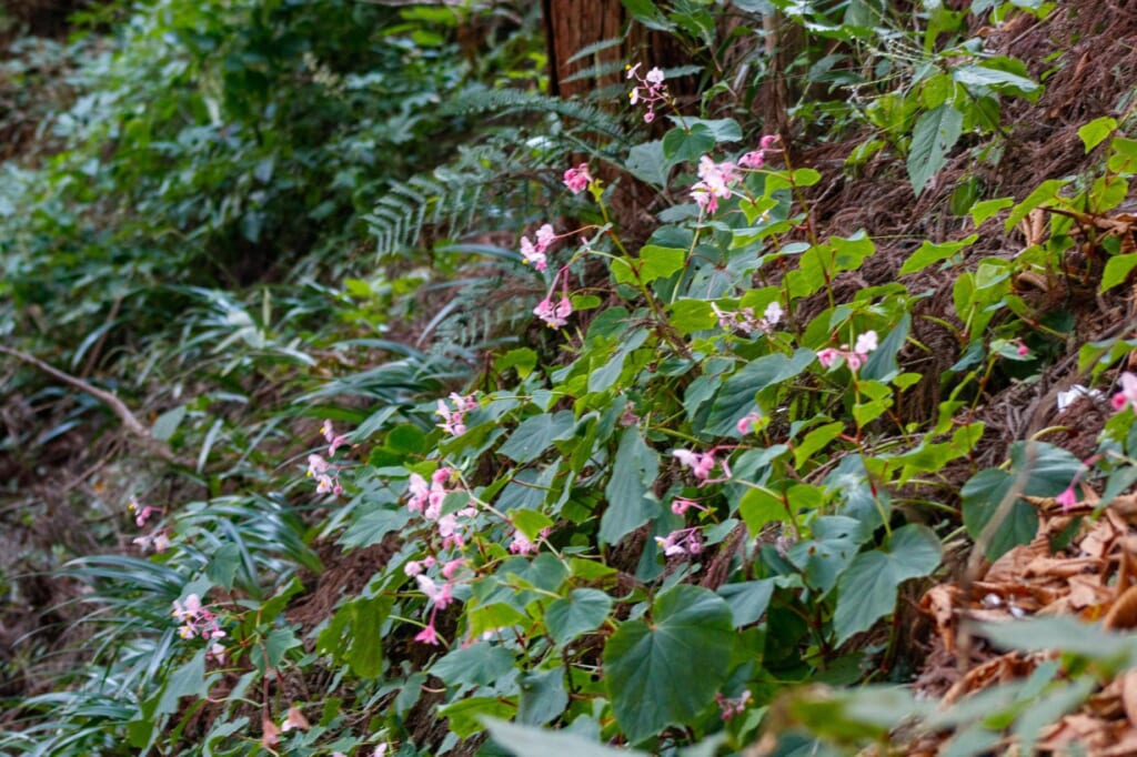 多年生草本球根植物のシュウカイドウ