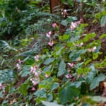 【画像】涼しくなってからも愛でることができる！　初秋でも見頃が続く「夏の花５選」 〜 画像1