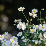 【画像】涼しくなってからも愛でることができる！　初秋でも見頃が続く「夏の花５選」 〜 画像1