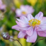 【画像】涼しくなってからも愛でることができる！　初秋でも見頃が続く「夏の花５選」 〜 画像1