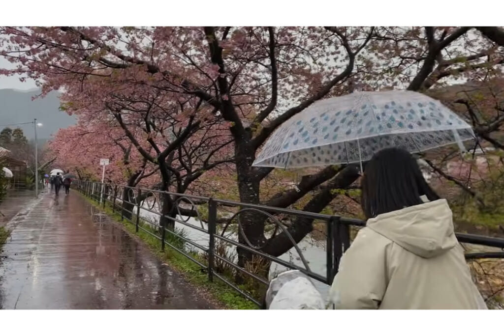 雨天の河津桜