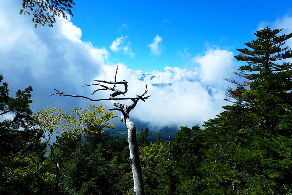 編笠山の雲海