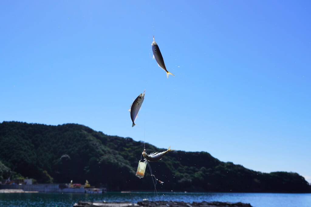 サビキ釣りで釣ったマアジ