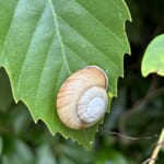 【画像】世界遺産「熊野古道を行く」山麓から180町の町石道を歩く 〜 画像1