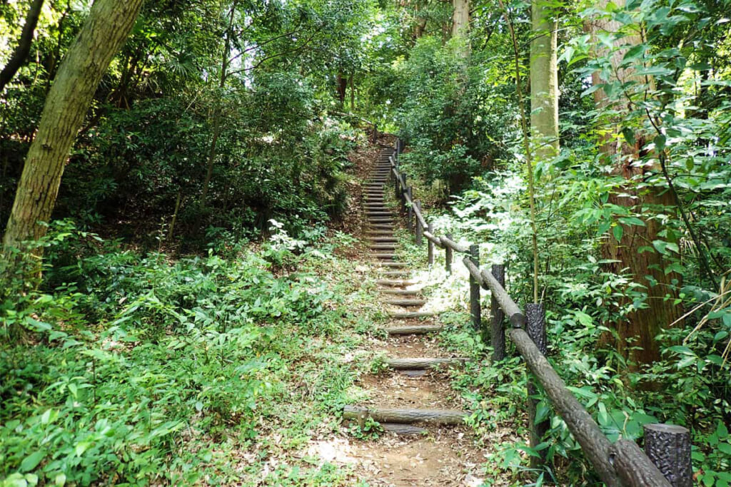 まさかりが淵市民の森の散策路