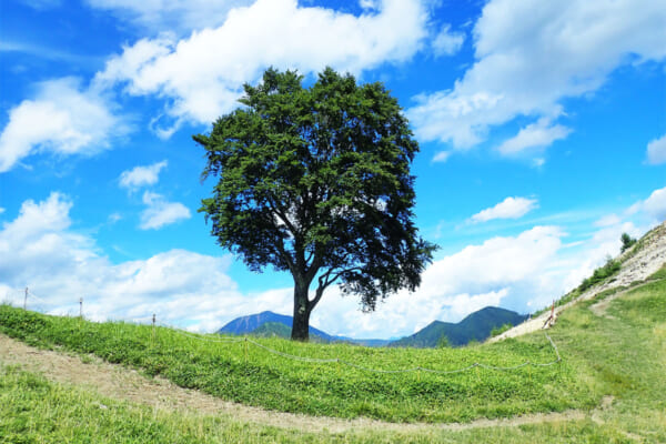 中倉山のブナの木