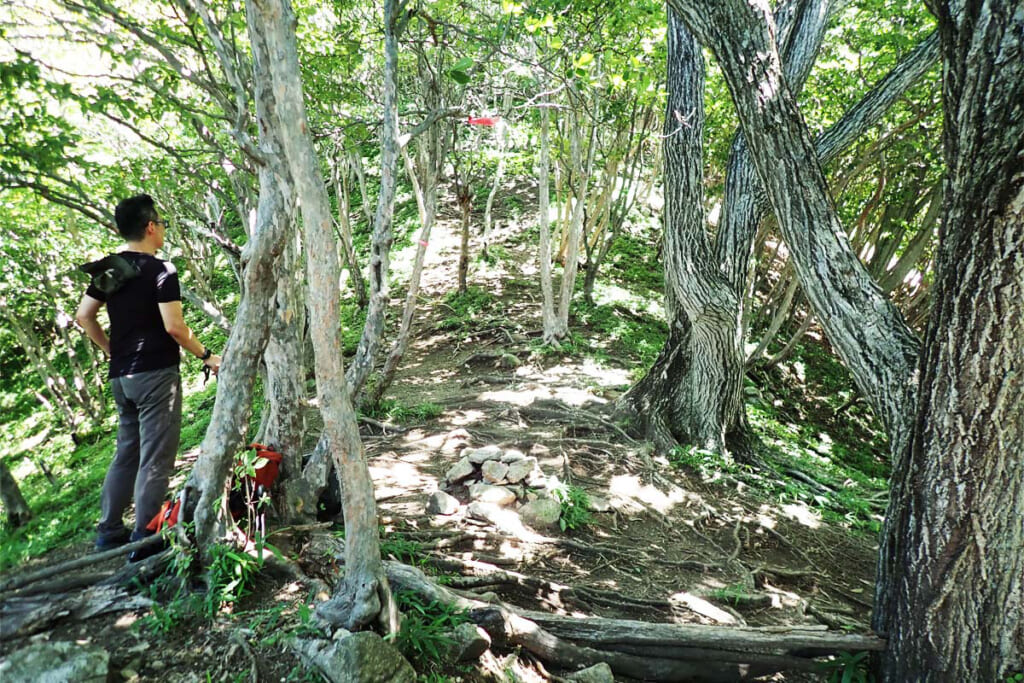 中倉山の尾根