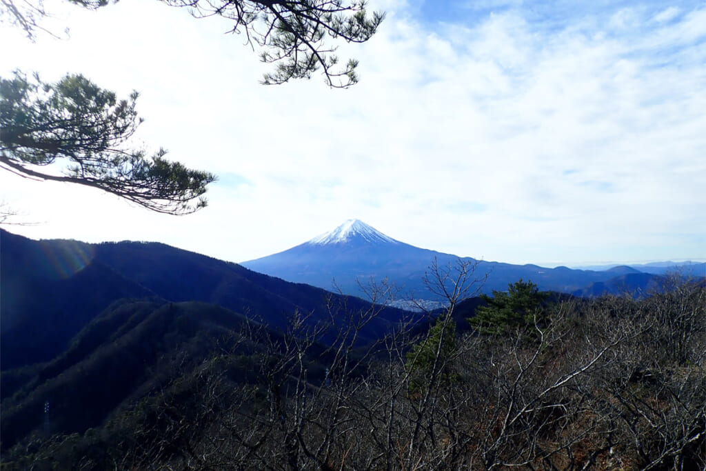 松の木越しの富士山