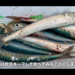 【画像】釣り人生で最大の驚き！　堤防の足元でまさかのマグロがヒットしたその釣果や如何に 〜 画像1