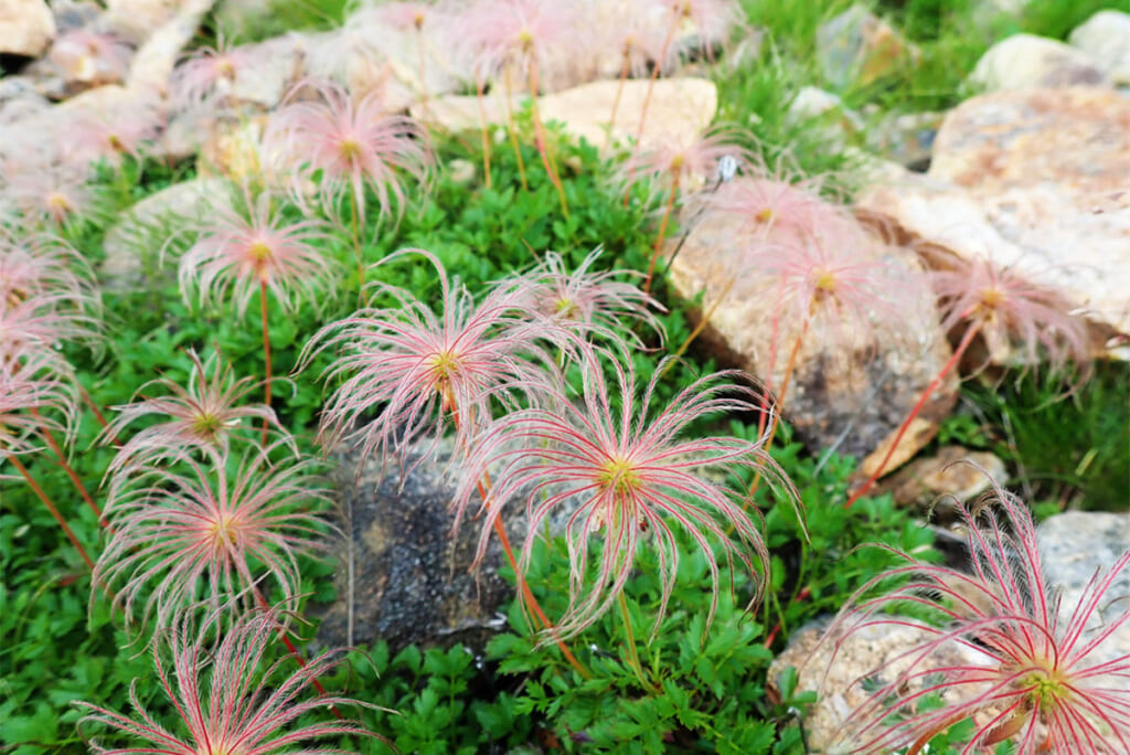 ポピュラーな高山植物のチングルマ