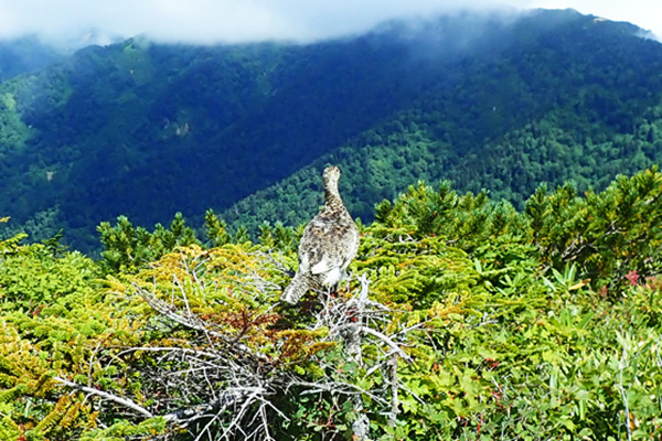 高山帯に生息する雷鳥