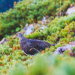 【画像】歩きやすいけどロング！　北アルプスの絶景と雷鳥が待つ爺ヶ岳へ柏原新道で行く 〜 画像1