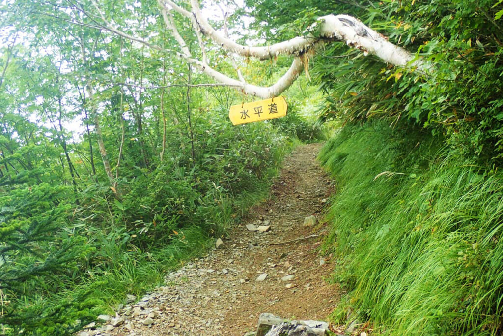 歩きやすい柏原新道