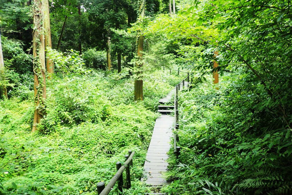 手付かずの自然が残る園内遊歩道