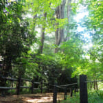 【画像】住宅街の山奥森公園や眺望二重丸の運動公園、そして豪華庭園も！　横浜南部国道1号線沿いにある個性派公園３選 〜 画像1