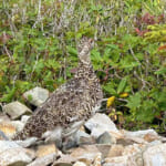 【画像】雷鳥の親子に出会う！　種池山荘の「名物ピザ」に舌鼓打つ北アルプスハイクを堪能 〜 画像1