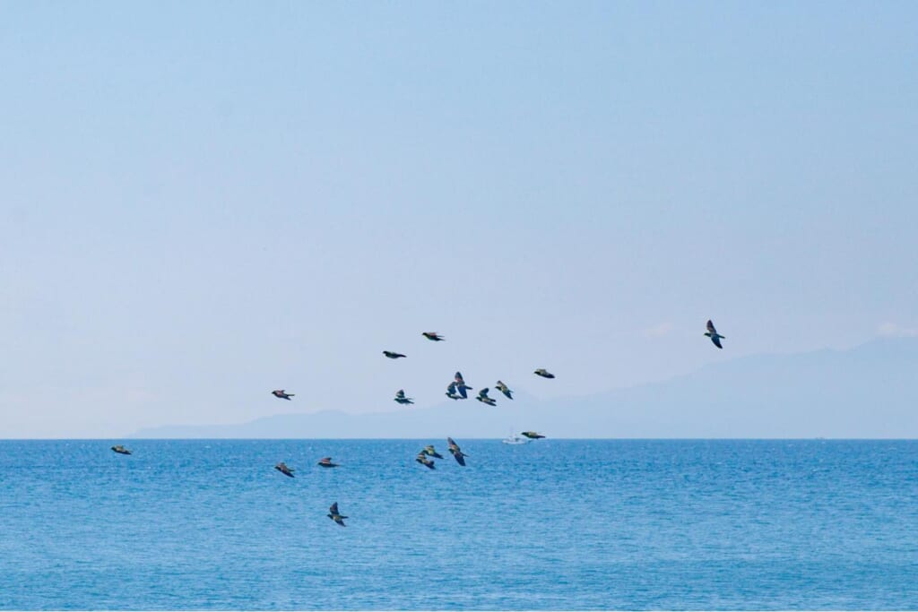 照ヶ崎海岸に飛来したアオバトの群れ