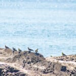 【画像】アオバトの飛来地でお宝探し？　照ヶ崎海岸で「ビーチコーミング」をやってみた 〜 画像1